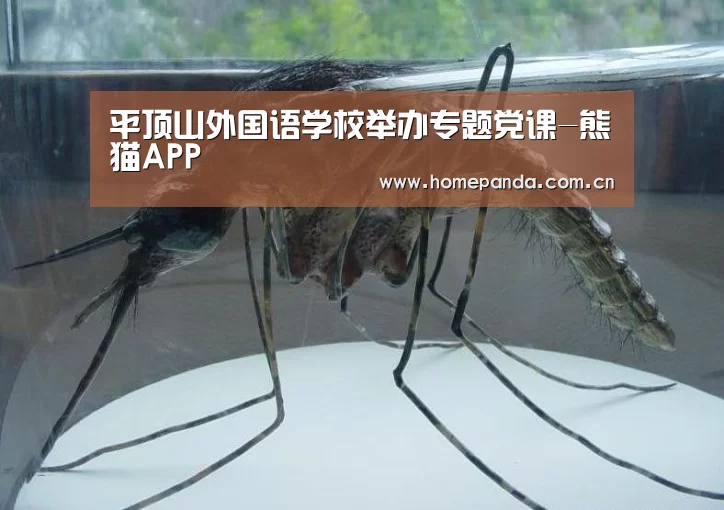 实时比分